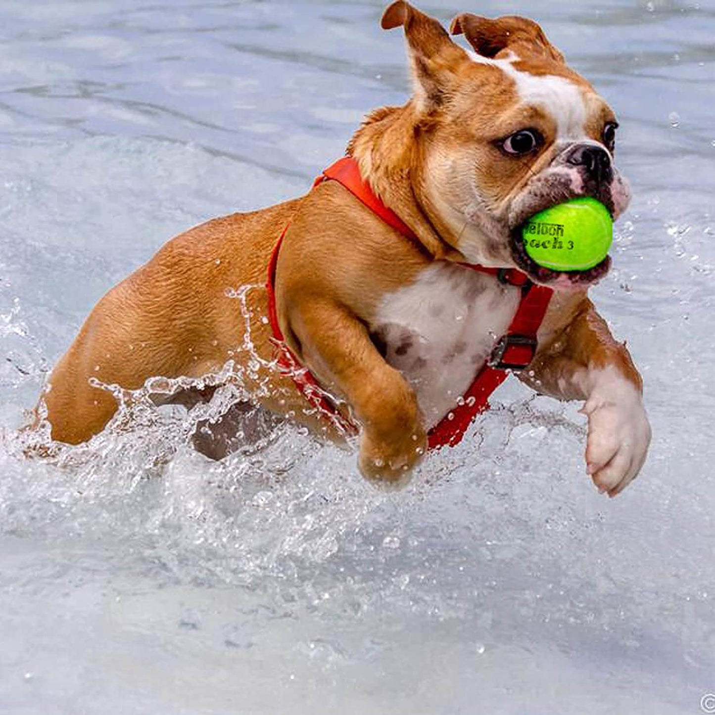 Pressure Training Tennis Balls-12 or 18 Count-Mesh Carry Bag，4 Colors Available